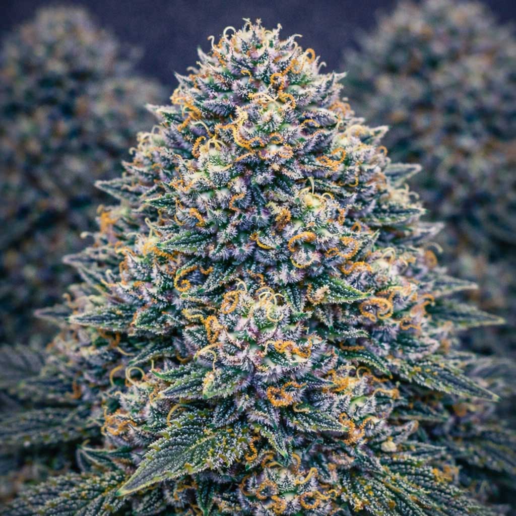 Better Than Your Runtz