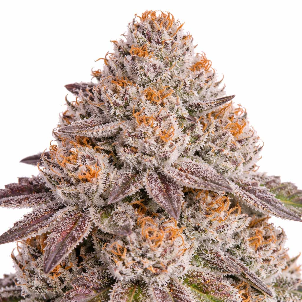 Lemon Cherry Blizzard