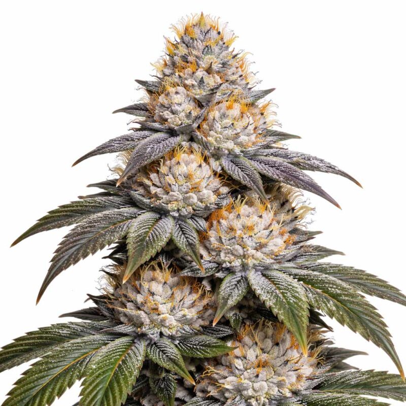 Nana Glue Strain - Strainpedia