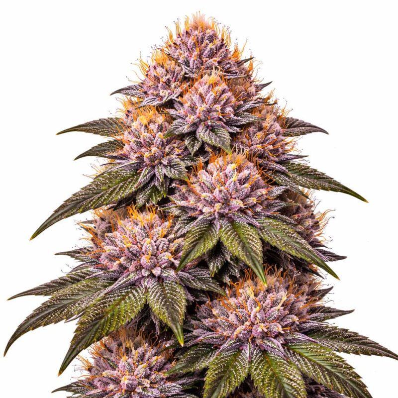 Pink Gator Strain - Strainpedia