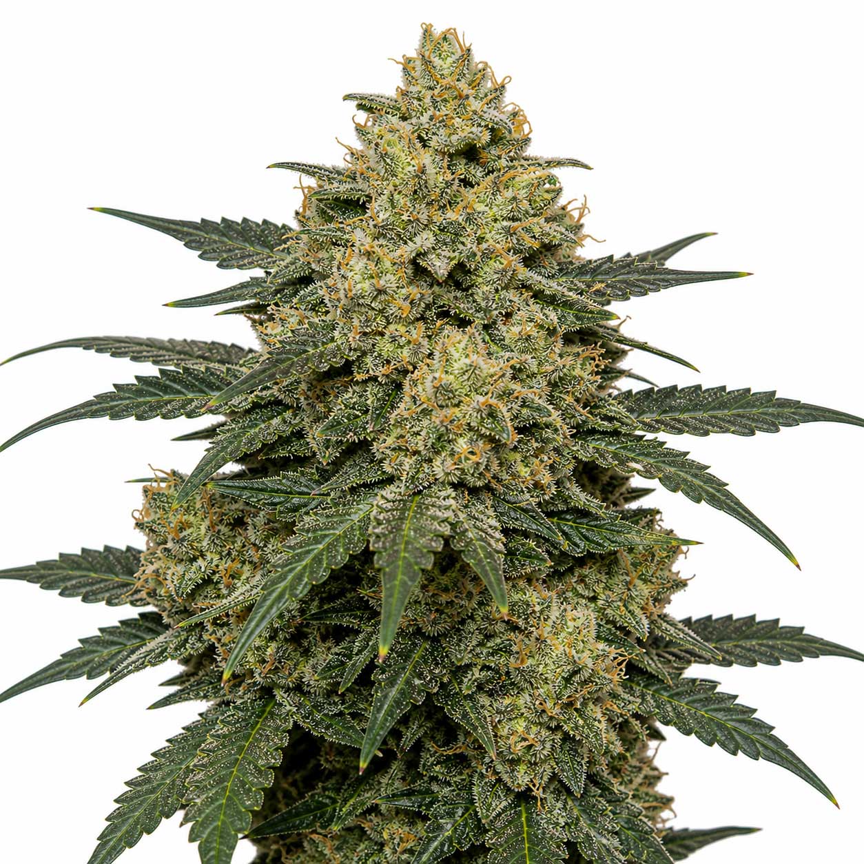 Critical Kush