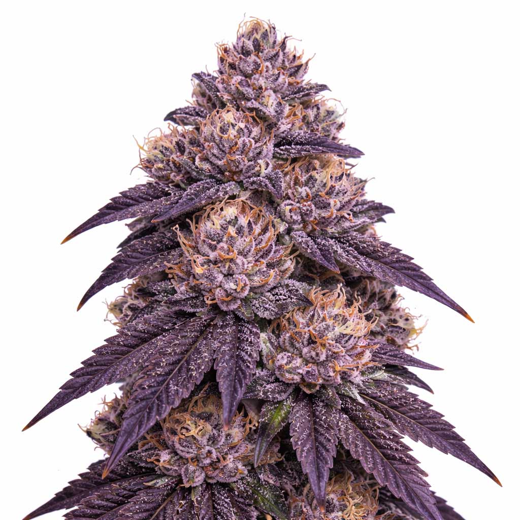 Grape Ape
