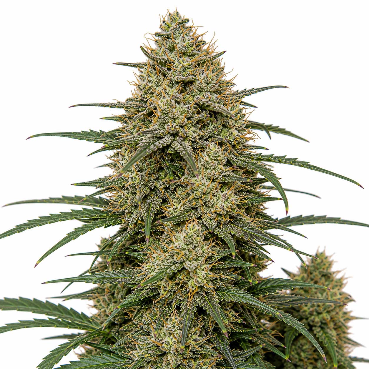 Jet Fuel Gelato