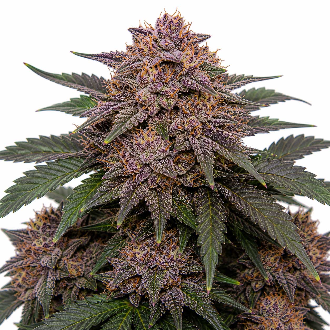 Sunset Sherbert