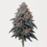 Alpine Blue cannabis strain featured image