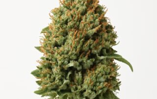 Alpine OG cannabis strain featured image