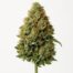 Alpine OG cannabis strain featured image
