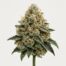 Alpine Star cannabis strain featured image