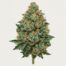 Apple Fritter cannabis strain featured image