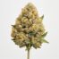 Banana Cream Cake cannabis strain featured image