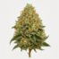 Banana Cream cannabis strain featured image