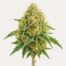Banana Kush cannabis strain featured image