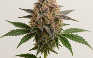 Big Sur Holy Weed Strain featured image