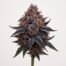 Black Cherry Pie cannabis strain featured image