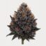 Black Cherry Punch cannabis strain featured image
