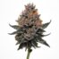 Black Cherry Soda cannabis strain featured image