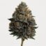 Black Domina cannabis strain featured image