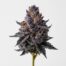 Blackwater cannabis strain featured image