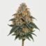 Blueberry cannabis strain featured image
