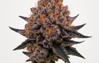 Blueberry Muffin cannabis strain featured image
