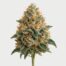 Burmese Kush cannabis strain featured image