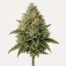 Chem Dawg cannabis strain featured image
