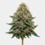 Chem Dog cannabis strain featured image