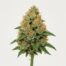Chemdog cannabis strain featured image
