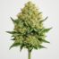 Cinderella 99 cannabis strain featured image