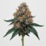 Crescendo cannabis strain featured image