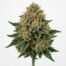 Critical Kush cannabis strain featured image