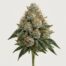Death Bubba cannabis strain featured image