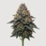 Dolato cannabis strain featured image