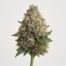 Dos Si Dos 33 cannabis strain featured image