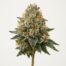 Dosi Do cannabis strain featured image