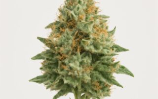Dutch Treat cannabis strain featured image