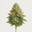 Dutch Treat cannabis strain featured image