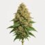 East Coast Sour Diesel cannabis strain featured image