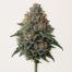 Frankenstein cannabis strain featured image