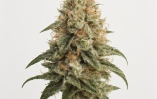 G13 Haze cannabis strain featured image