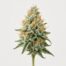 Ghost Train Haze cannabis strain featured image