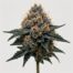 GMO cannabis strain featured image