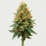 Golden Goat cannabis strain featured image