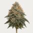 Grease Monkey cannabis strain featured image