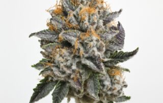 Gushers cannabis strain featured image