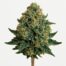 Hindu Kush cannabis strain featured image