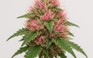 Hot Pink Strain featured image