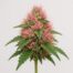 Hot Pink Strain featured image