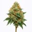 Jet Fuel cannabis strain featured image