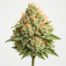 Jillybean cannabis strain featured image